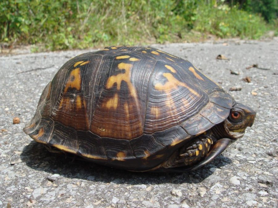 Terrapene carolina – Eastern Box Turtle | Vermont Reptile and Amphibian ...