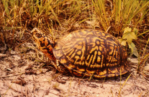 Eastern Box Turtle (Terrapene carolina)