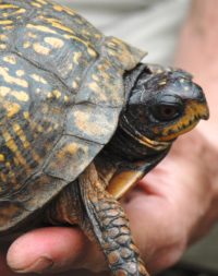 Terrapene carolina – Eastern Box Turtle | Vermont Reptile and Amphibian ...