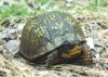 Terrapene carolina – Eastern Box Turtle | Vermont Reptile and Amphibian ...