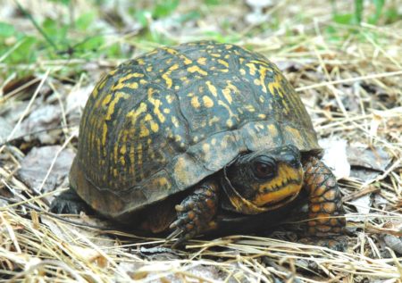 Terrapene Carolina – Eastern Box Turtle 