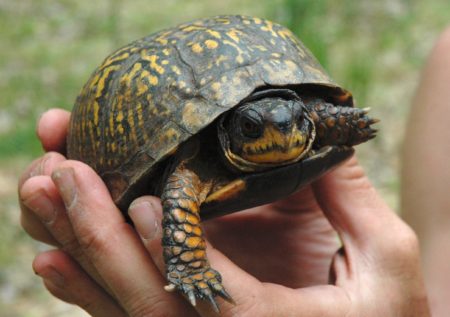 T-carolina face in hand NJ CS | Vermont Reptile and Amphibian Atlas