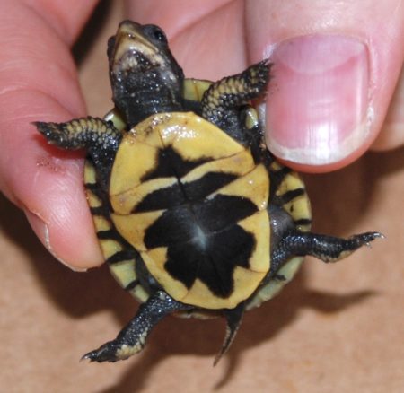 Terrapene carolina – Eastern Box Turtle | Vermont Reptile and Amphibian ...