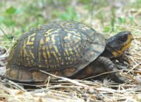 T-carolina lateral on ground NJ CS | Vermont Reptile and Amphibian Atlas