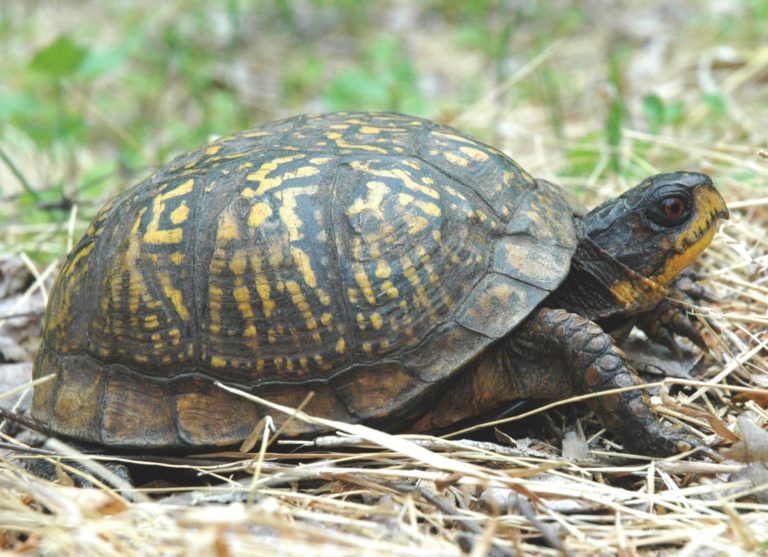 Terrapene carolina – Eastern Box Turtle | Vermont Reptile and Amphibian ...