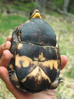 Terrapene carolina – Eastern Box Turtle | Vermont Reptile and Amphibian ...