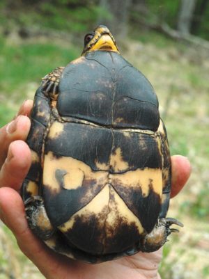 Terrapene carolina – Eastern Box Turtle | Vermont Reptile and Amphibian ...