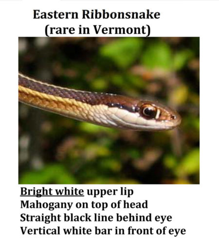 Thamnophis Saurita – Eastern Ribbonsnake | Vermont Reptile And ...