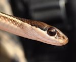 Thamnophis saurita – Eastern Ribbonsnake | Vermont Reptile and ...