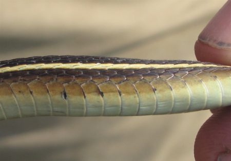 Thamnophis saurita – Eastern Ribbonsnake | Vermont Reptile and ...