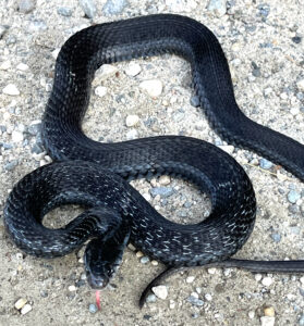 a nearly all black snake is coiled up on a gray gravel road