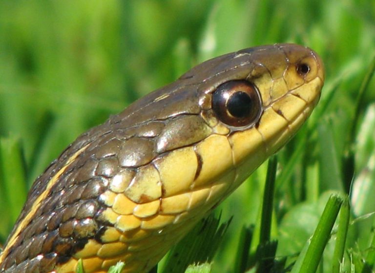 T-sirtalis close up of face, Brian Johnson | Vermont Reptile and ...