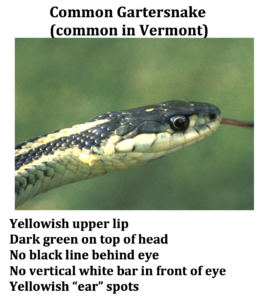 common garter snake head