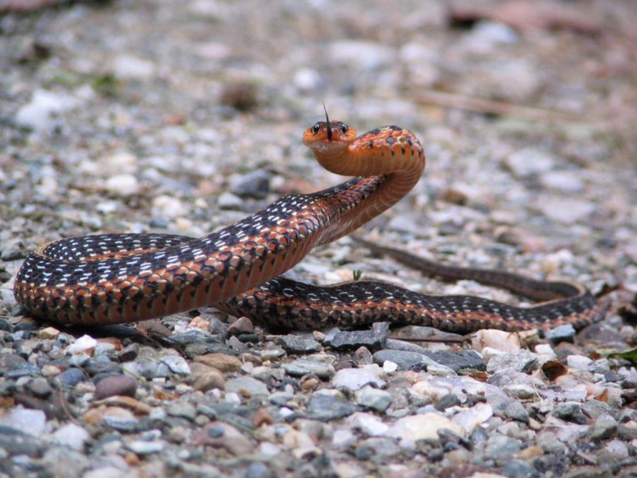 Thamnophis Sirtalis – Common Gartersnake | Vermont Reptile And ...