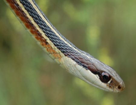 Thamnophis Saurita – Eastern Ribbonsnake | Vermont Reptile And ...