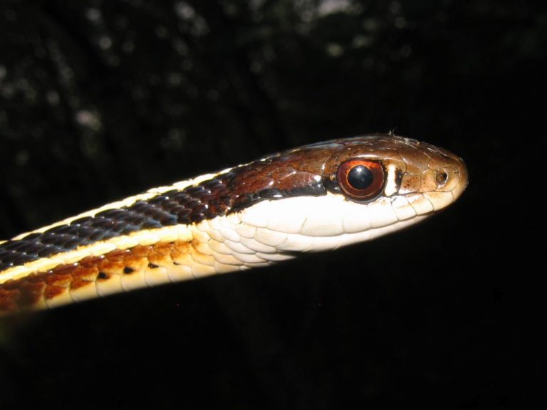 Thamnophis saurita – Eastern Ribbonsnake | Vermont Reptile and ...