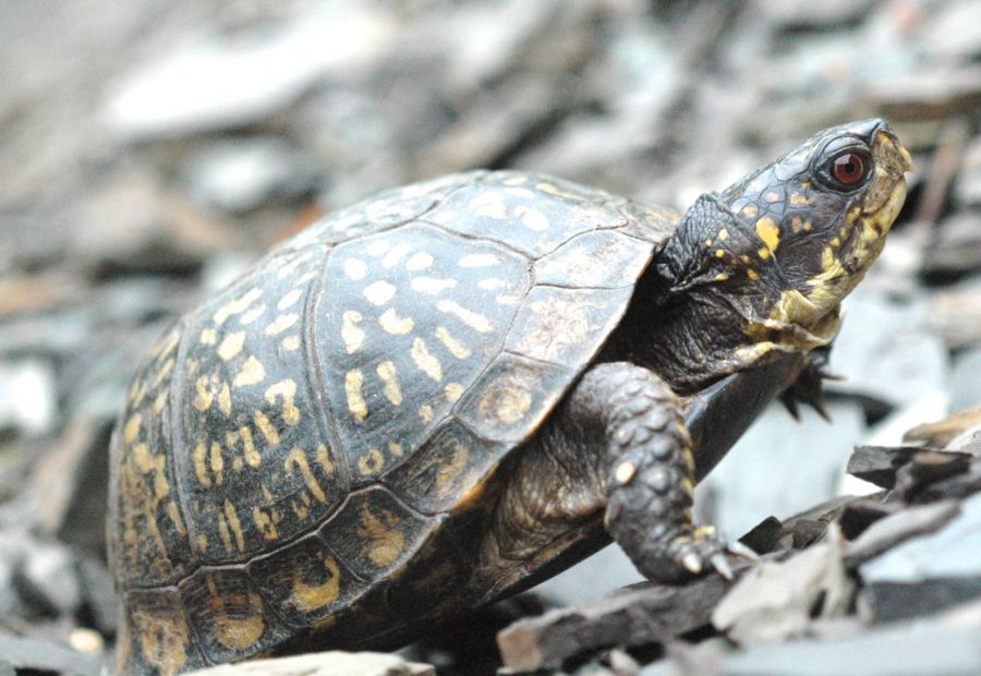 Terrapene carolina – Eastern Box Turtle | Vermont Reptile and Amphibian ...