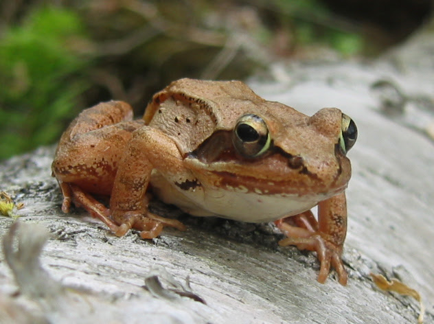 Herp Update: Amphibian Migration May Occur Tonight, Upcoming Events – March 27, 2024