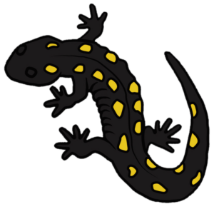 VTHerpAtlas-logo-spot-sal-small | Vermont Reptile and Amphibian Atlas