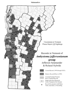 Records in Vermont of Ambystoma jeffersonianum group (Jefferson Salamander and related hybrids)