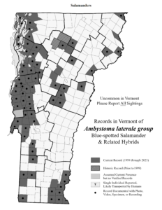 Records in Vermont of Ambystoma laterale group (Blue-spotted Salamander and related hybrids)