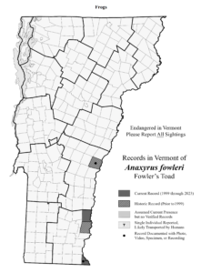 Records in Vermont of Anaxyrus fowleri (Fowler's Toad)