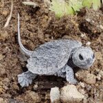 baby snapping turtle