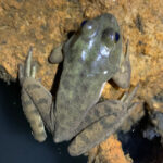 L. catesbeianus in sump hole basement