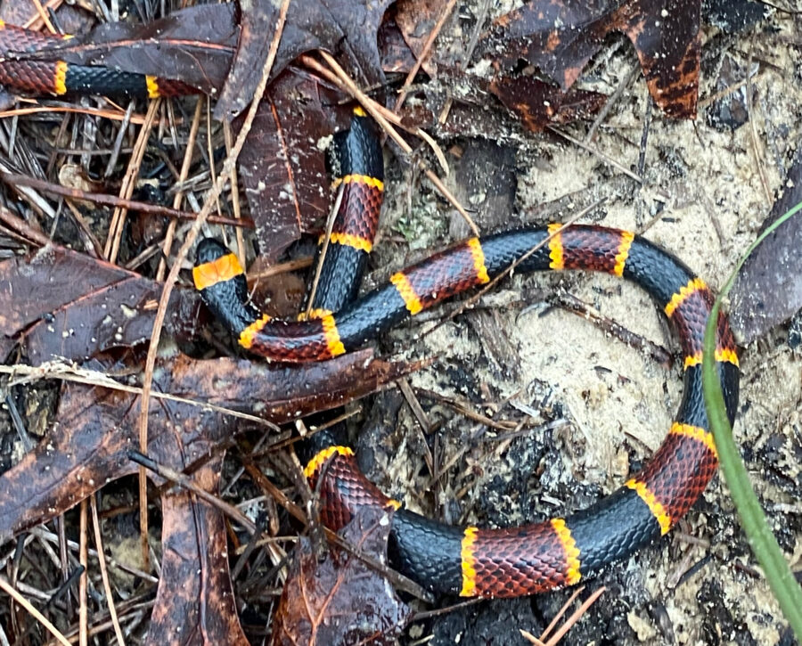 Herp Update: Amphibian Migration Last Night and Expected Tomorrow ...