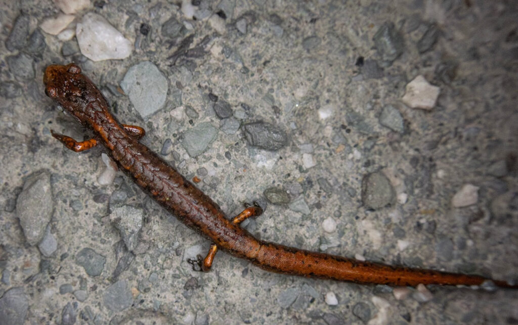 a small brown-ish salamander crosses a gray gravel road