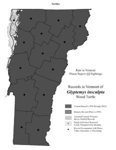 Records in Vermont of Glyptemys insculpta (Wood Turtle)