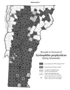 Records in Vermont of Gyrinophilus porphyriticus (Spring Salamander)