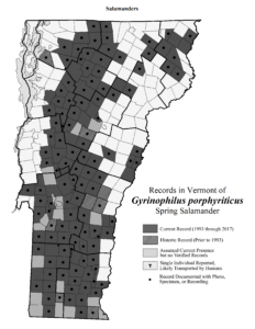 Records in Vermont of Gyrinophilus porphyriticus (Spring Salamander)