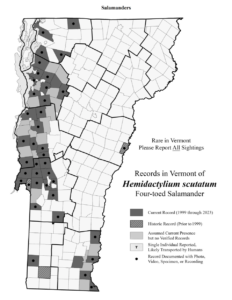 Records in Vermont of Hemidactylium scutatum (Four-toed Salamander)