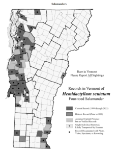 Records in Vermont of Hemidactylium scutatum (Four-toed Salamander)