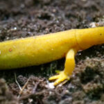 newt yellow david hoag