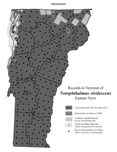 Records in Vermont of Notophthalmus viridescens (Eastern Newt)