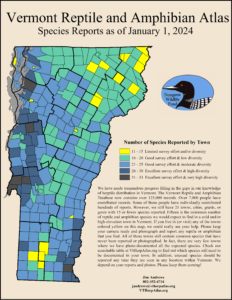 Number of species reported in each Vermont town. Most towns have between 16 and 25 species reported. Many towns in northeastern Vermont have only 11-15 species reported. The image shows reports information as of January 2024. 