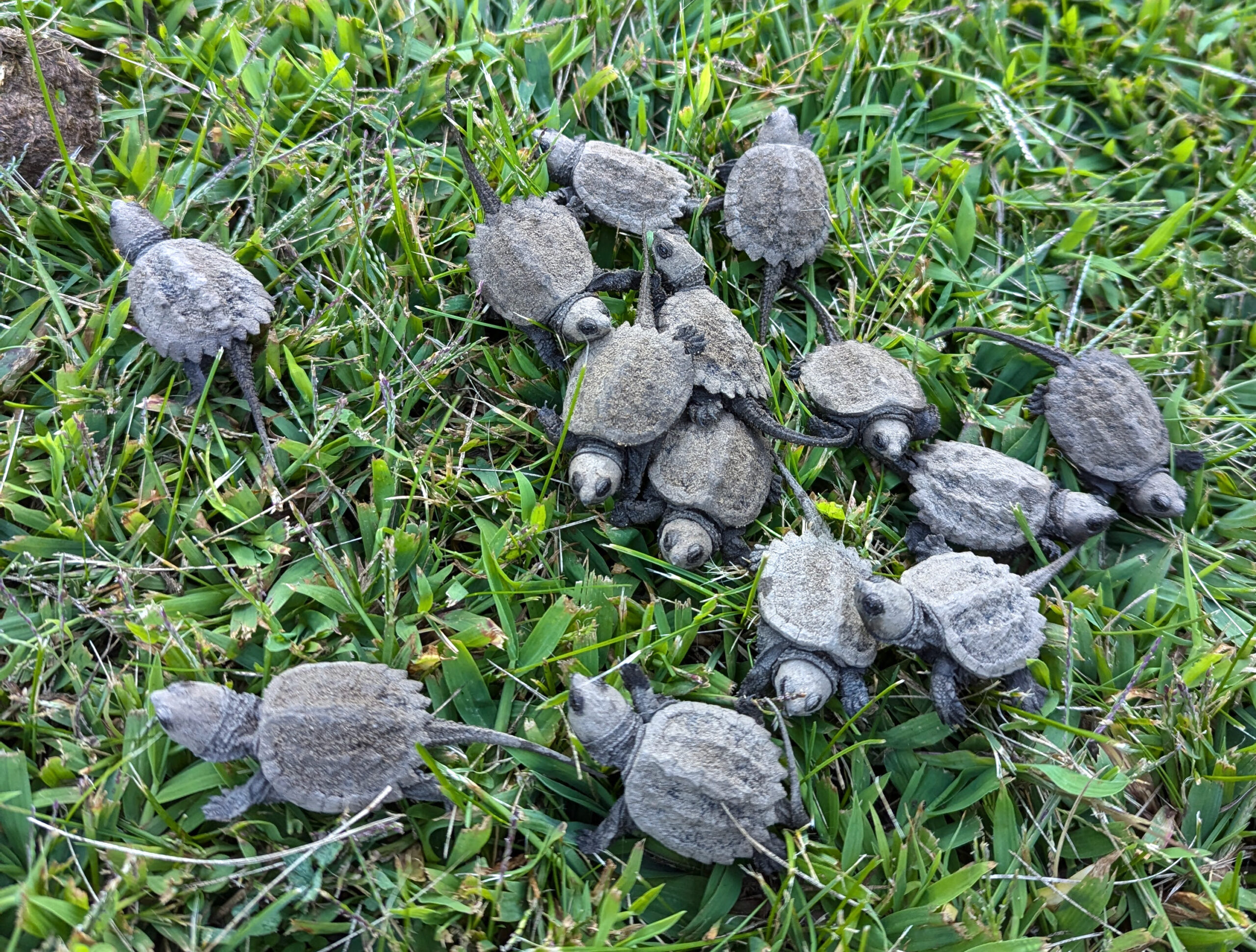 Herp Update: Snapping Turtles emerging, Unusual Colorations, Snakes Migrating – September 11, 2024