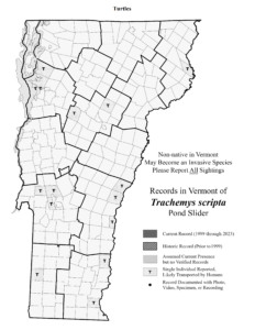 Records in Vermont of Trachemys scripta (Pond Slider)