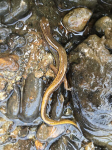 a yellow-ish brown salamander sits on rocks with water below